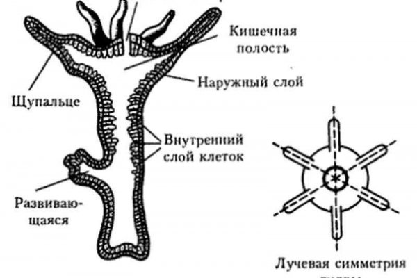 Кракен современный маркет